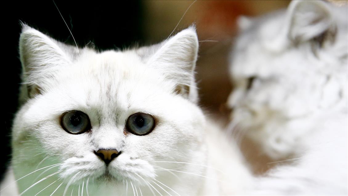 2017 Grand Prix Royal Canin international cat show held in Moscow