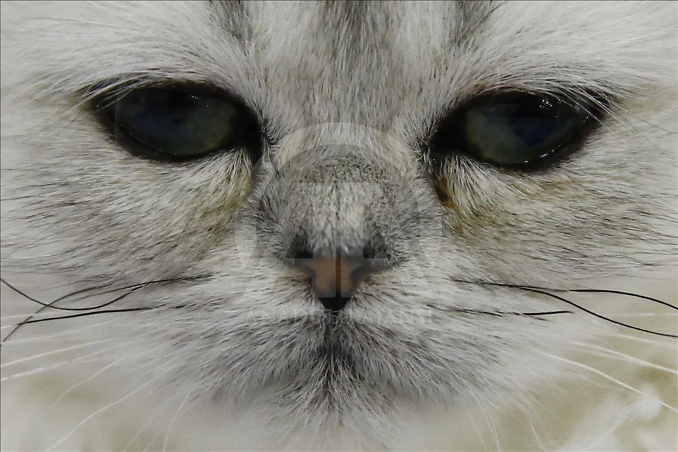 2017 Grand Prix Royal Canin international cat show held in Moscow