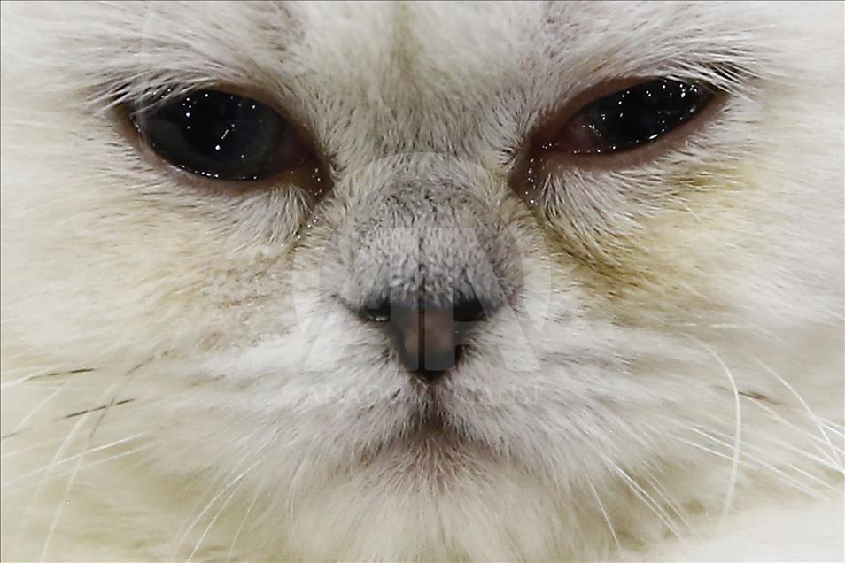 2017 Grand Prix Royal Canin international cat show held in Moscow