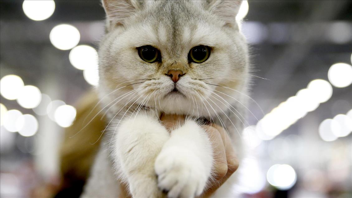 2017 Grand Prix Royal Canin international cat show held in Moscow