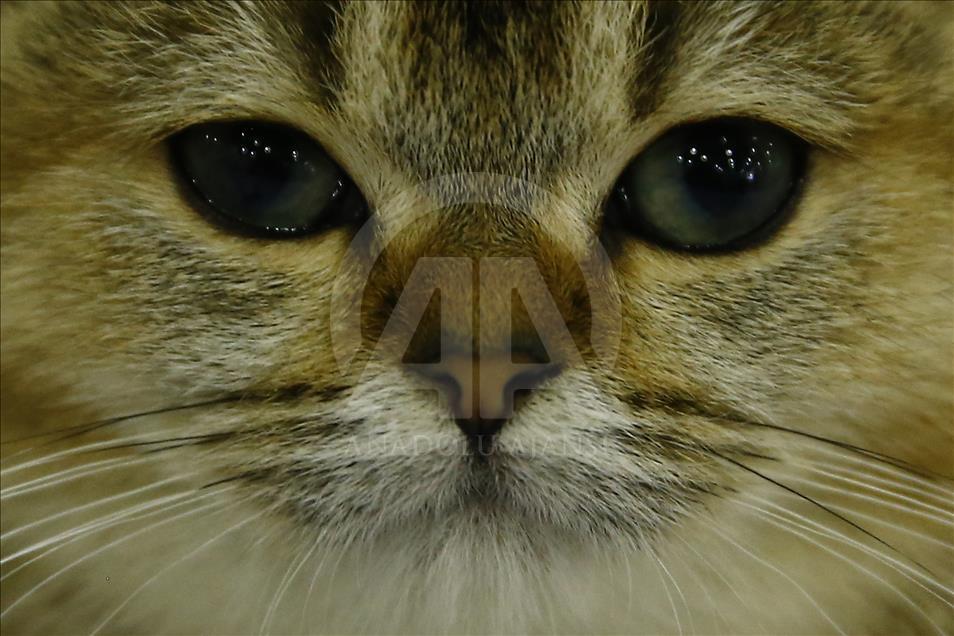 2017 Grand Prix Royal Canin international cat show held in Moscow