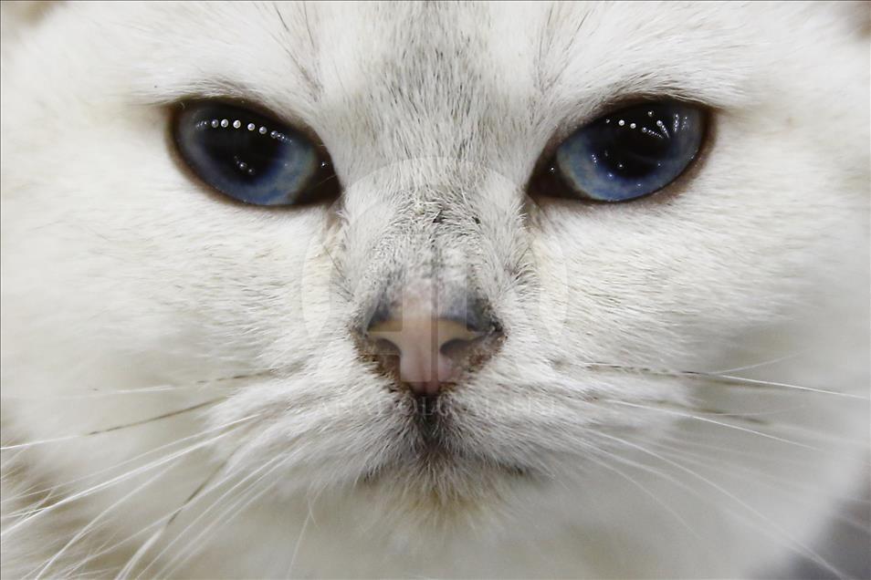 2017 Grand Prix Royal Canin international cat show held in Moscow