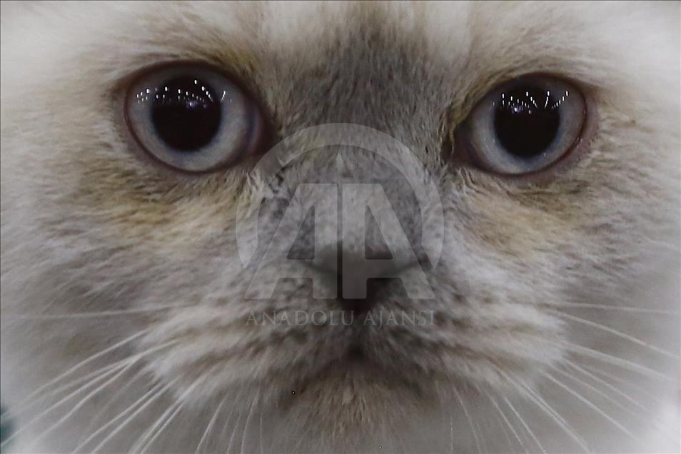 2017 Grand Prix Royal Canin international cat show held in Moscow