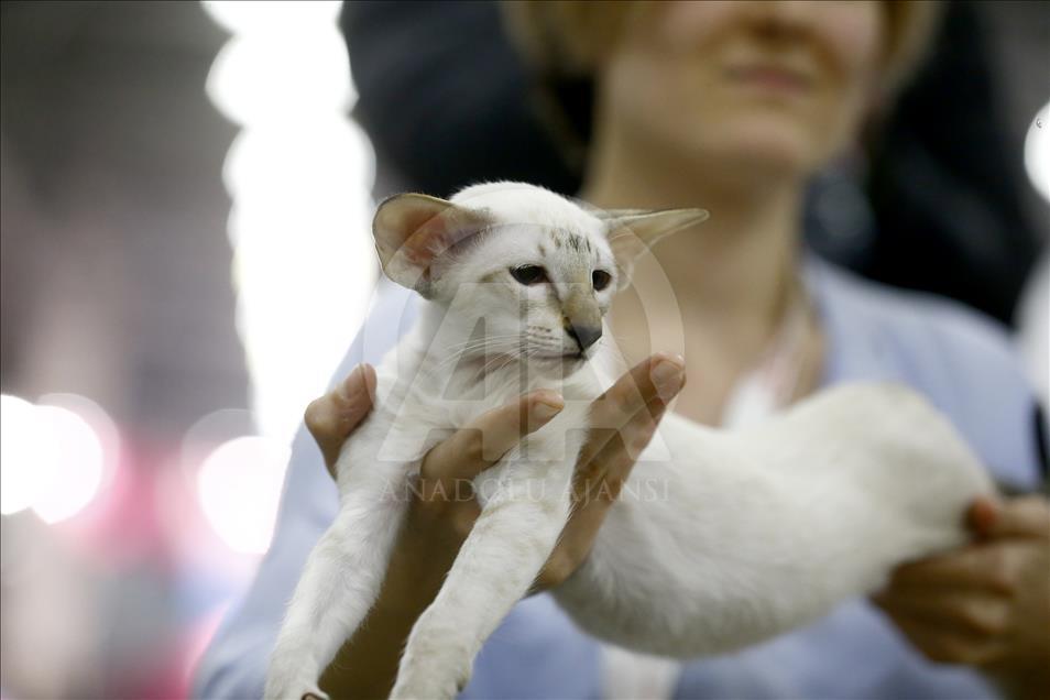 2017 Grand Prix Royal Canin international cat show held in Moscow
