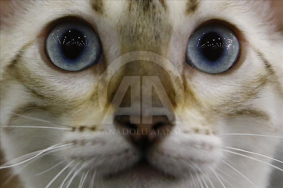 2017 Grand Prix Royal Canin international cat show held in Moscow