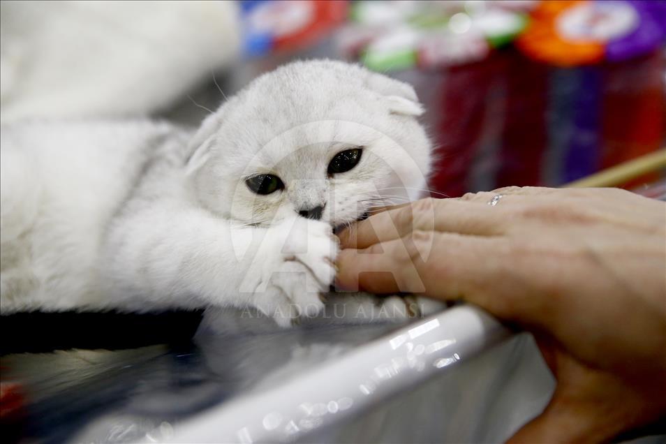 2017 Grand Prix Royal Canin international cat show held in Moscow