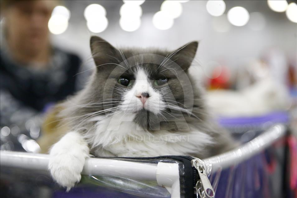 2017 Grand Prix Royal Canin international cat show held in Moscow