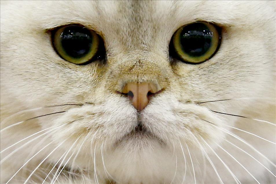 2017 Grand Prix Royal Canin international cat show held in Moscow