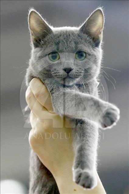 2017 Grand Prix Royal Canin international cat show held in Moscow