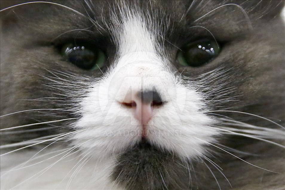 2017 Grand Prix Royal Canin international cat show held in Moscow