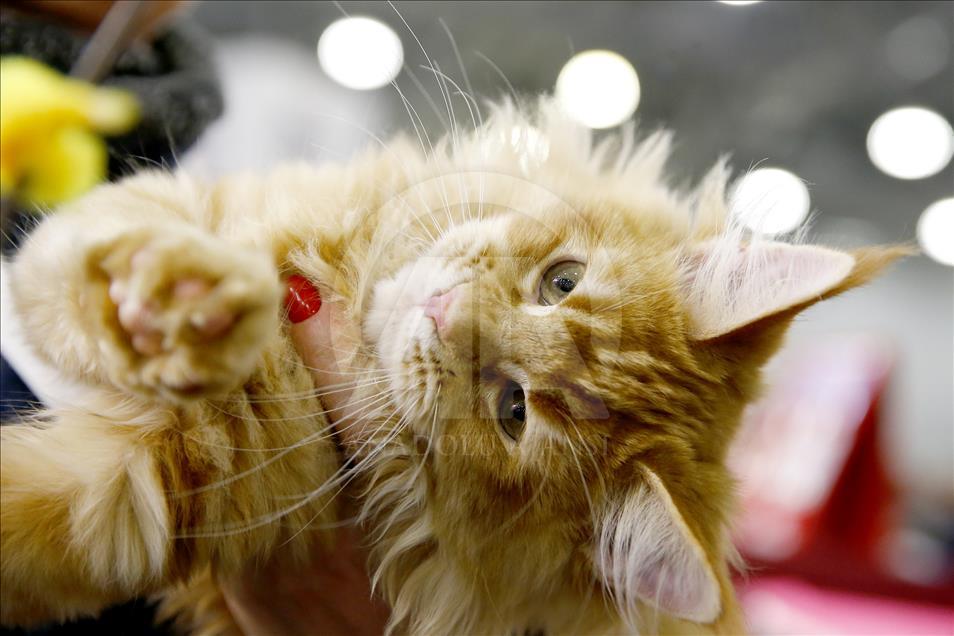 2017 Grand Prix Royal Canin international cat show held in Moscow