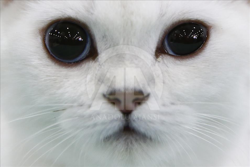 2017 Grand Prix Royal Canin international cat show held in Moscow