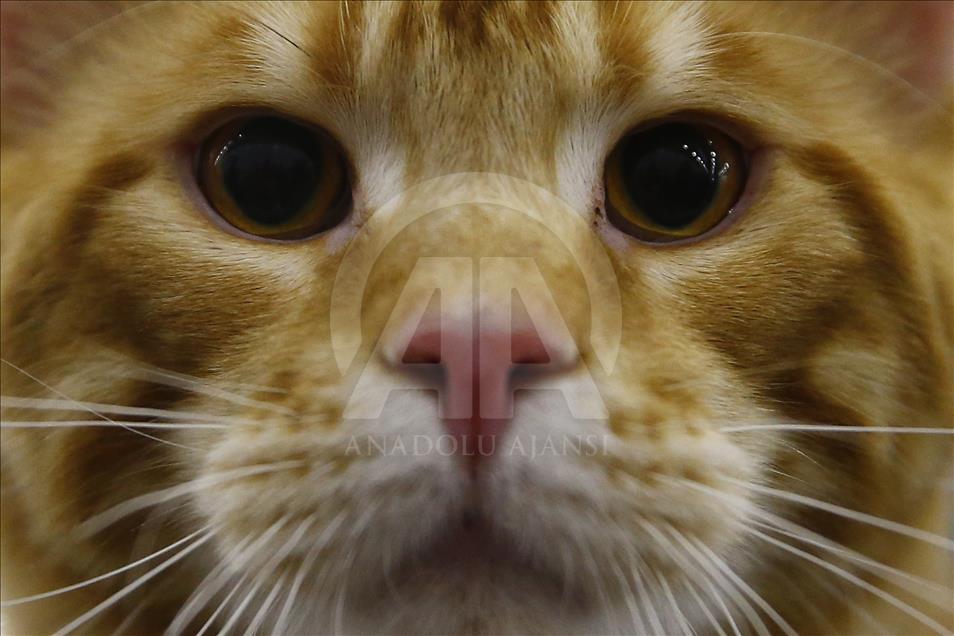 2017 Grand Prix Royal Canin international cat show held in Moscow