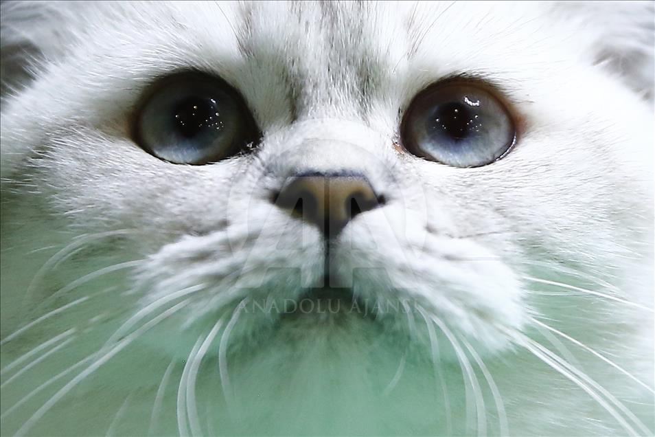 2017 Grand Prix Royal Canin international cat show held in Moscow