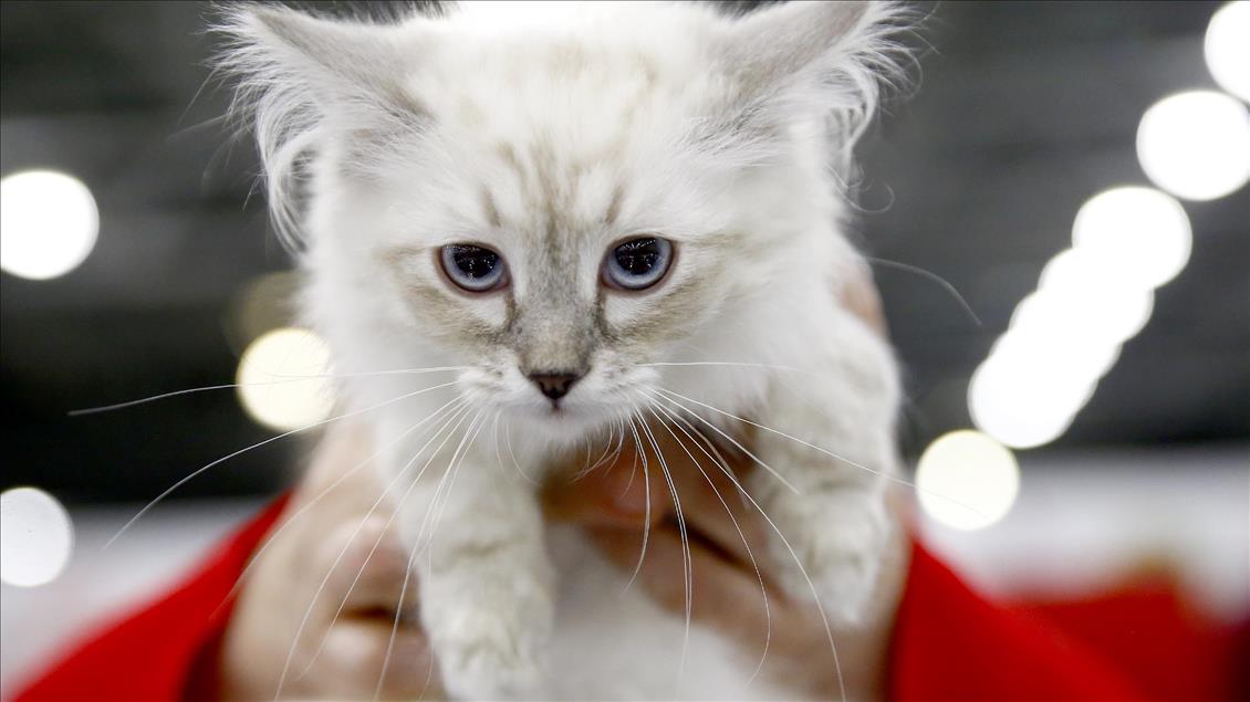 2017 Grand Prix Royal Canin international cat show held in Moscow