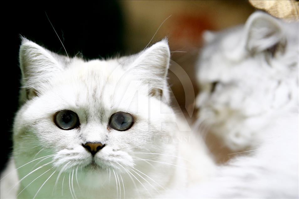 Rusi, hapet panairi ndërkombëtar i maceve Grand Prix Royal Canin
