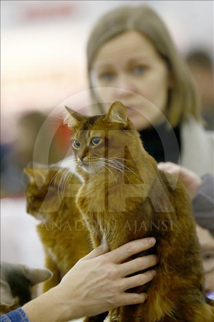 Rusi, hapet panairi ndërkombëtar i maceve Grand Prix Royal Canin
