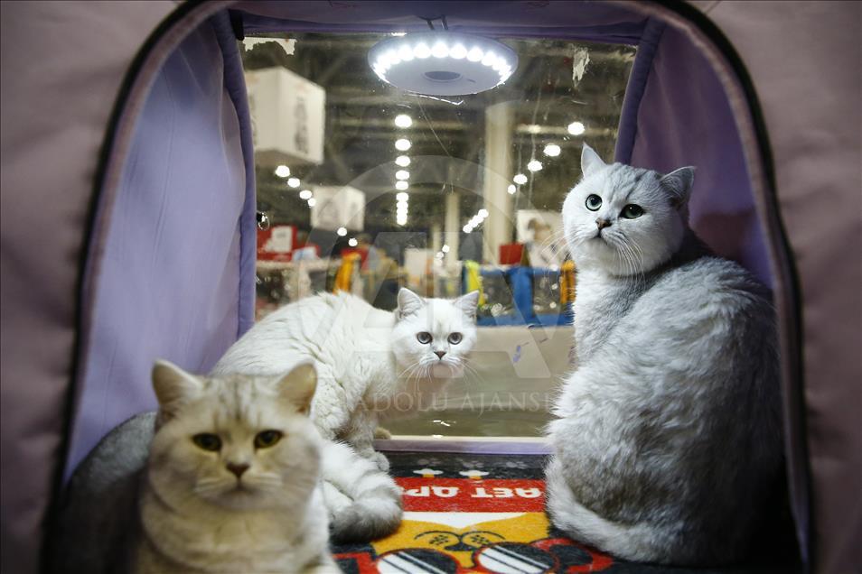 Rusi, hapet panairi ndërkombëtar i maceve Grand Prix Royal Canin
