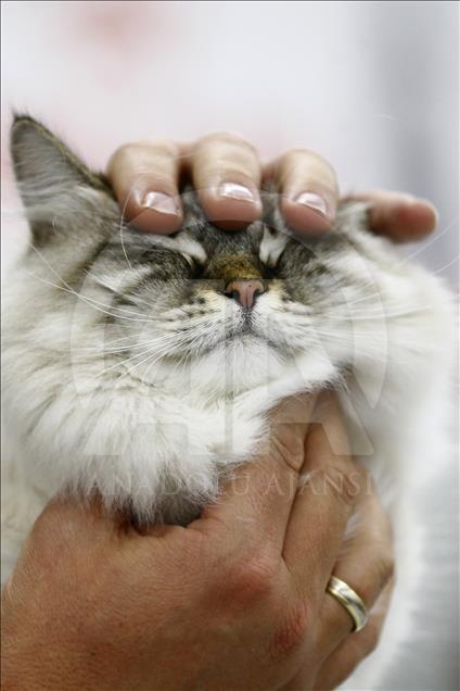 Rusi, hapet panairi ndërkombëtar i maceve Grand Prix Royal Canin
