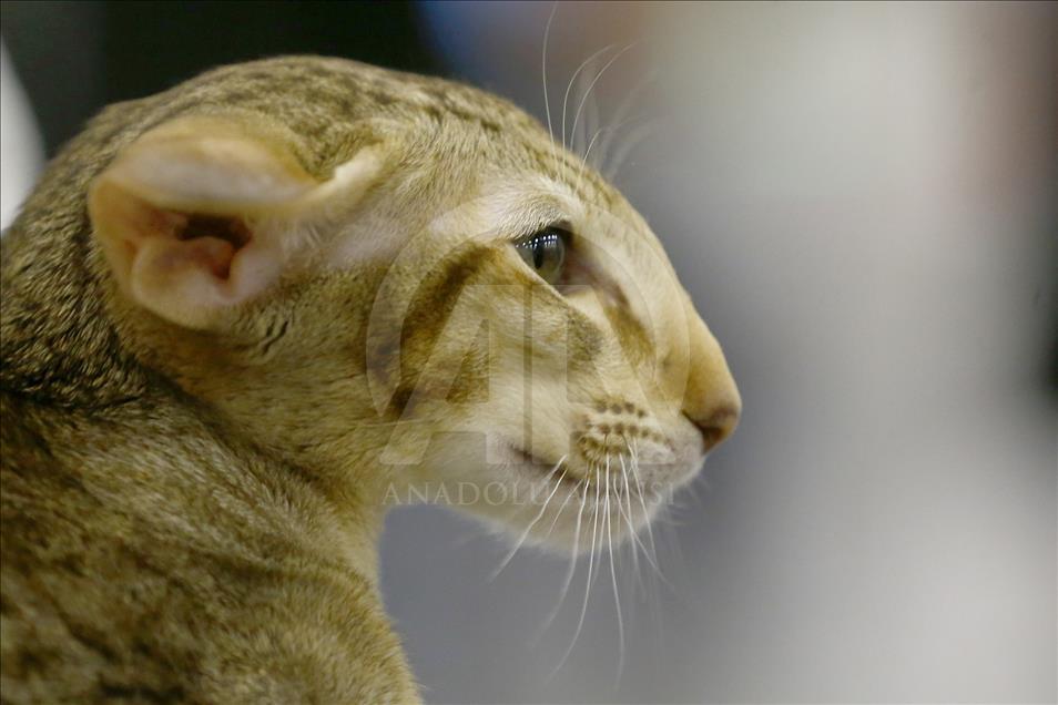 Rusi, hapet panairi ndërkombëtar i maceve Grand Prix Royal Canin
