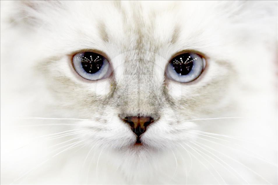 Rusi, hapet panairi ndërkombëtar i maceve Grand Prix Royal Canin
