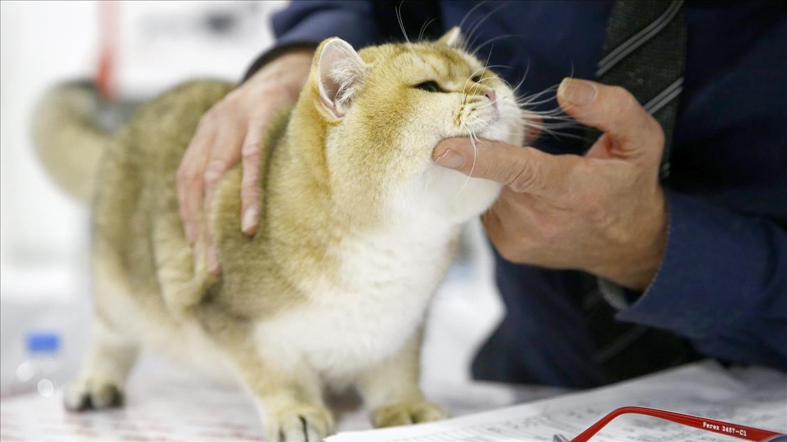 Rusi, hapet panairi ndërkombëtar i maceve Grand Prix Royal Canin
