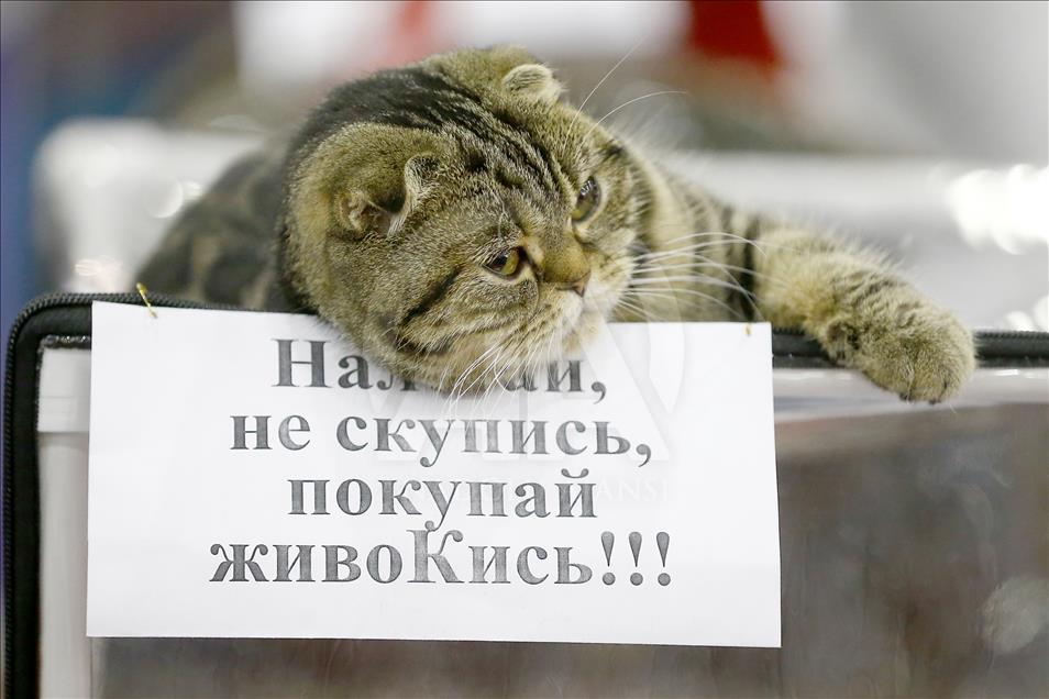 Rusi, hapet panairi ndërkombëtar i maceve Grand Prix Royal Canin
