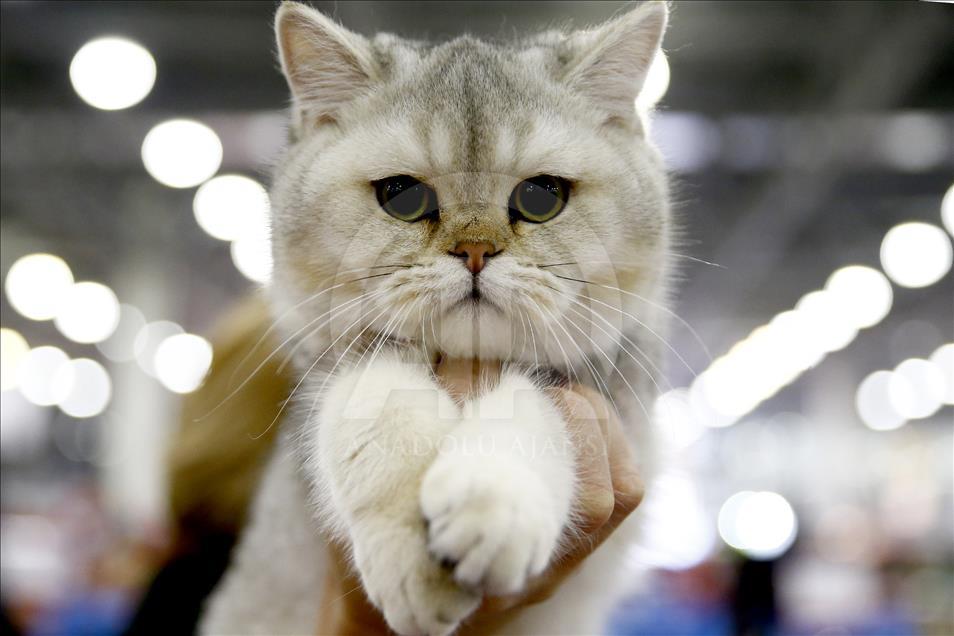 Rusi, hapet panairi ndërkombëtar i maceve Grand Prix Royal Canin
