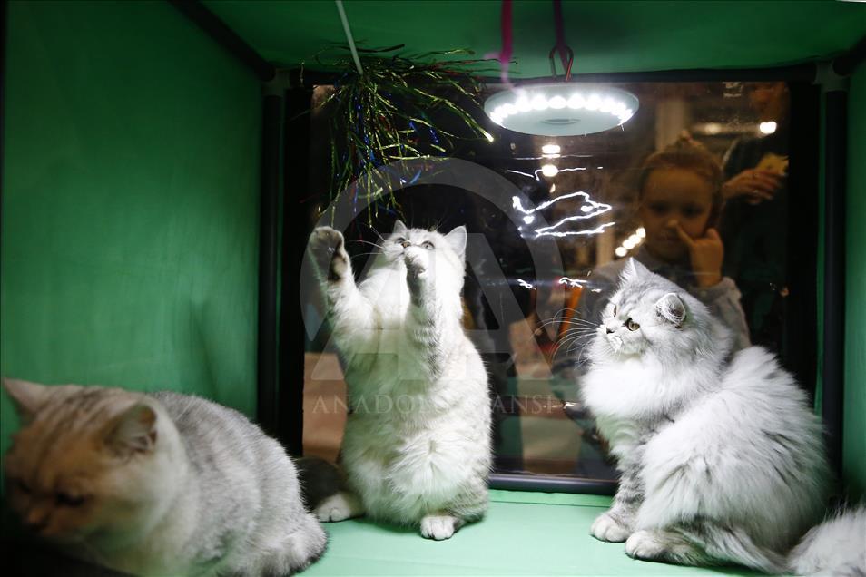 Rusi, hapet panairi ndërkombëtar i maceve Grand Prix Royal Canin
