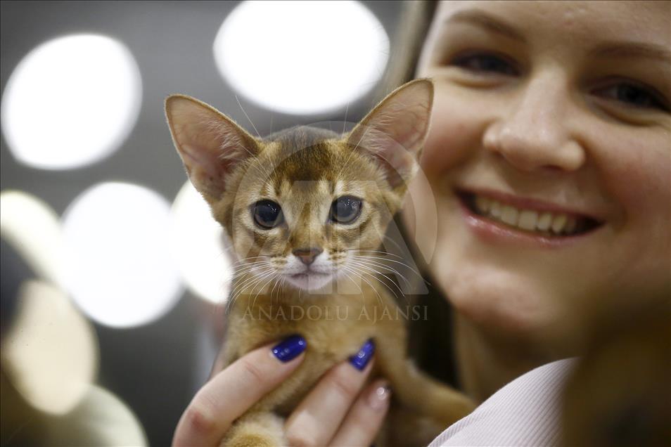 Rusi, hapet panairi ndërkombëtar i maceve Grand Prix Royal Canin
