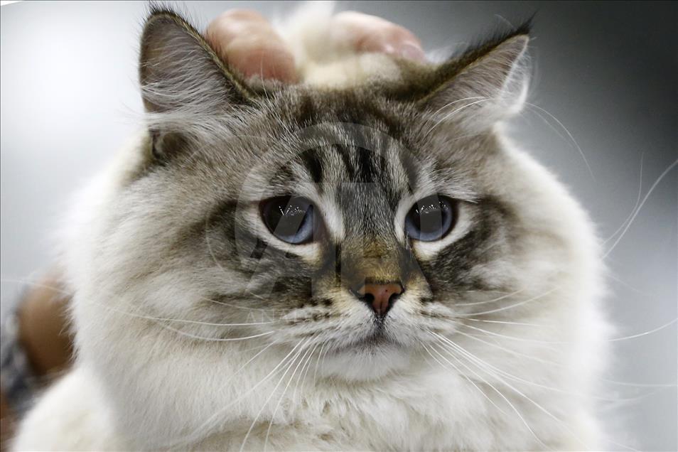 Rusi, hapet panairi ndërkombëtar i maceve Grand Prix Royal Canin
