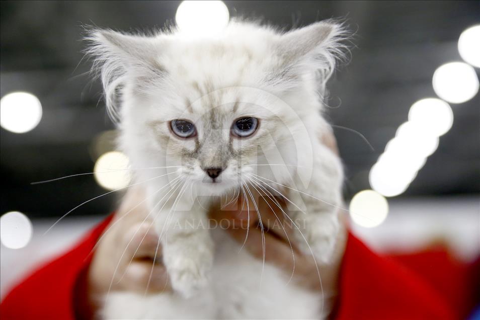 Rusi, hapet panairi ndërkombëtar i maceve Grand Prix Royal Canin
