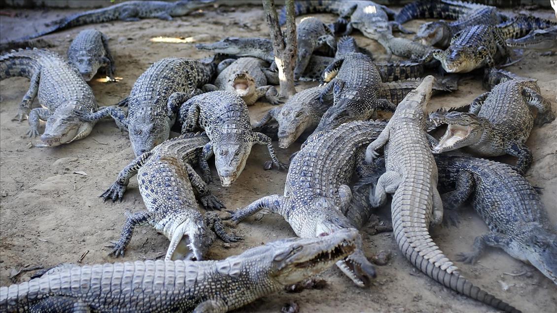 Crocodile farming in Bangladesh - Anadolu Ajansı