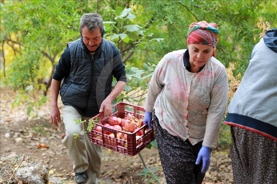 Zınnar Vadisi'nin 5 bin yıllık tadı