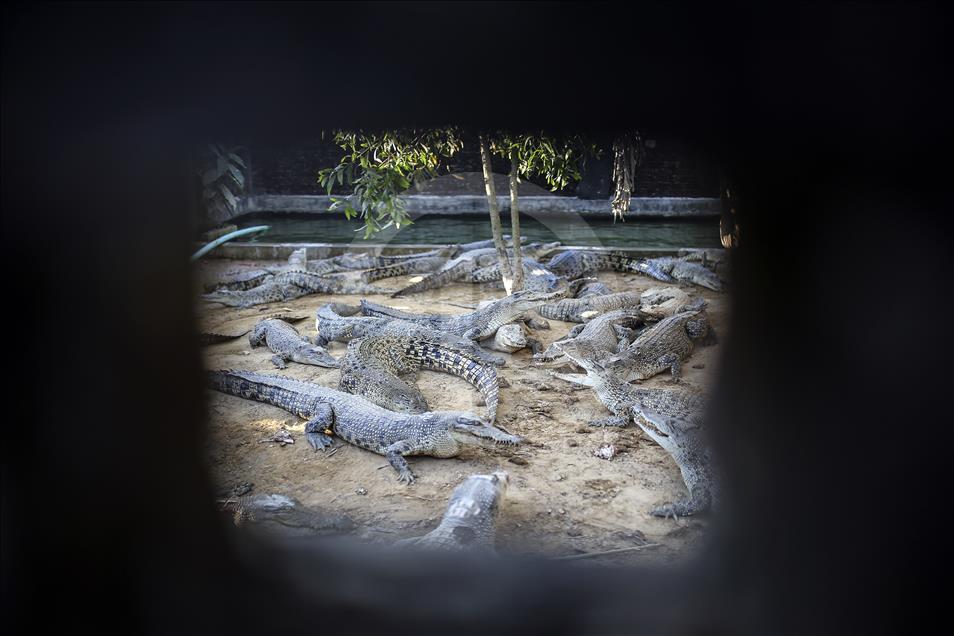 Crocodile farming in Bangladesh