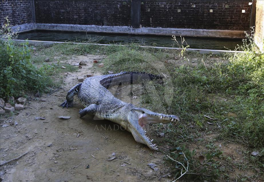Crocodile farming in Bangladesh - Anadolu Ajansı