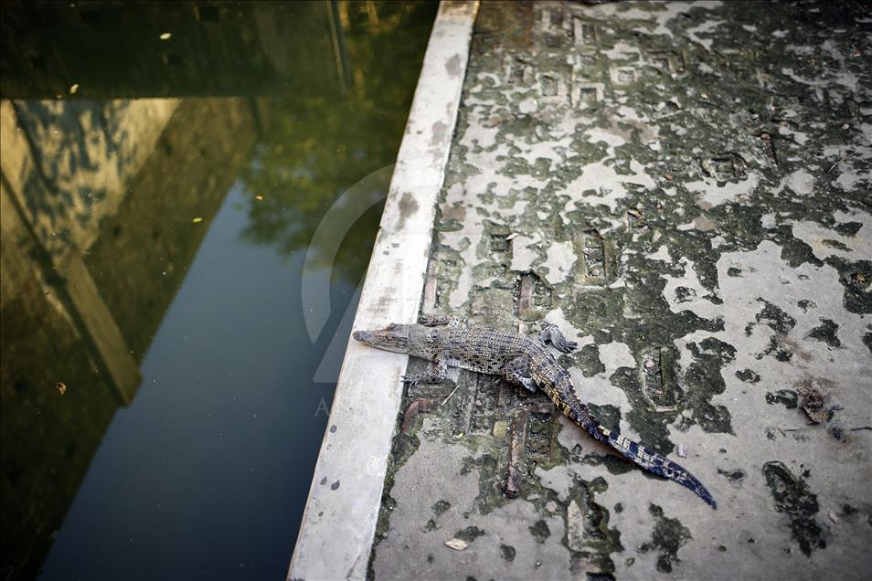 Crocodile farming in Bangladesh