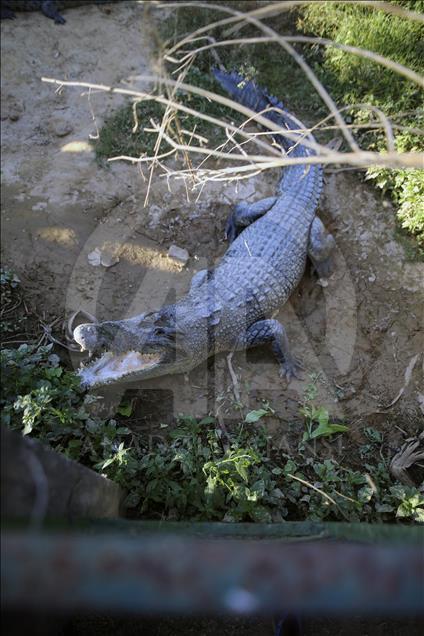 Crocodile farming in Bangladesh