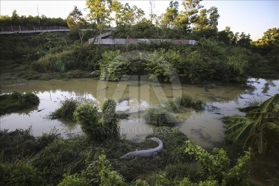 Crocodile farming in Bangladesh