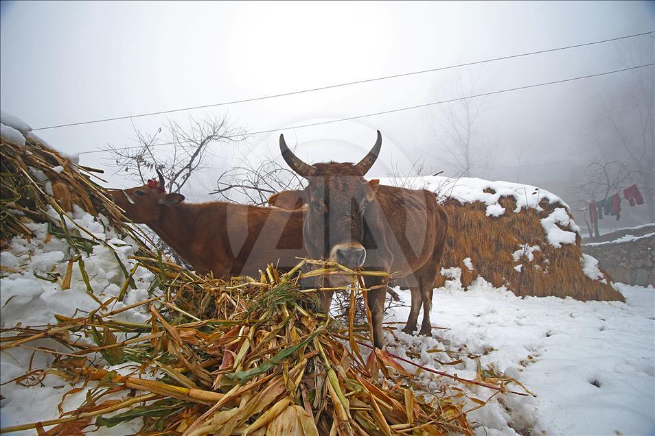  Heavy snowfall hits Kashmir