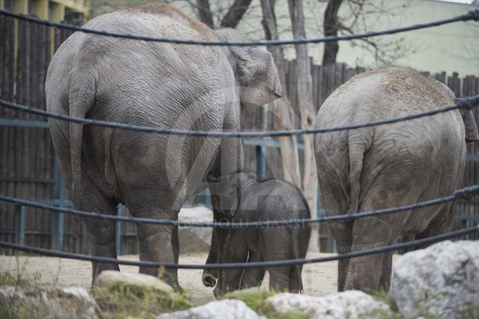 Nace elefante asiático en el zoológico de Budapest