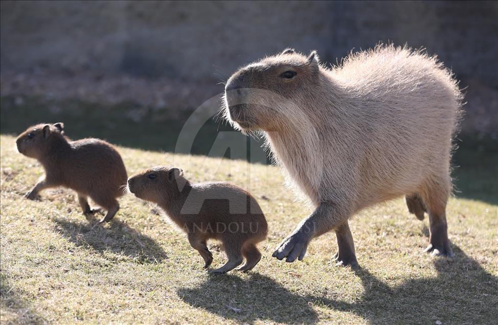 Newborn rodents adapt to their home in Turkish zoo
