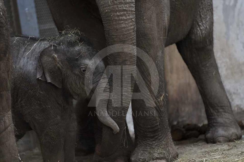 Nace elefante asiático en el zoológico de Budapest