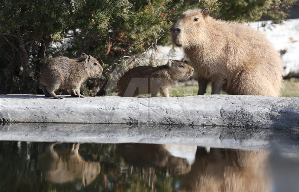 Newborn rodents adapt to their home in Turkish zoo