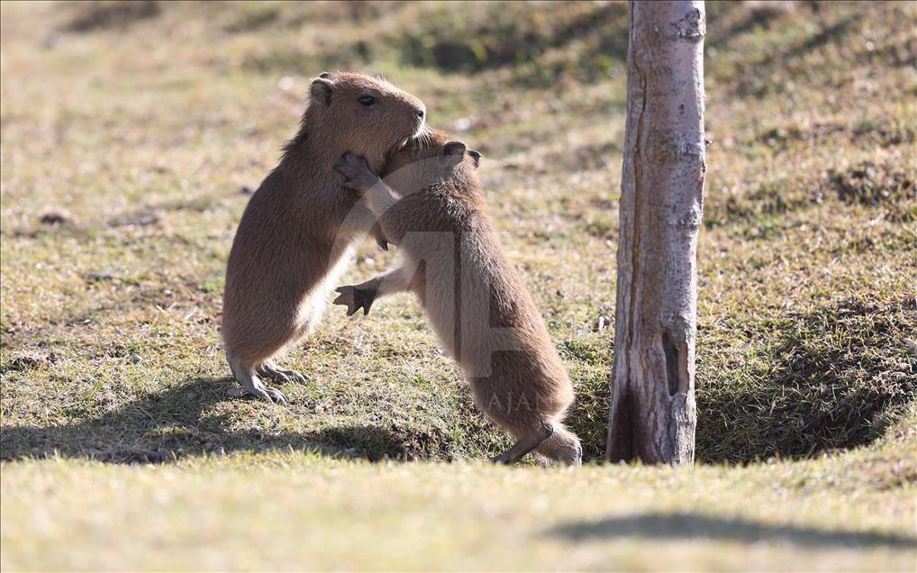 Newborn rodents adapt to their home in Turkish zoo