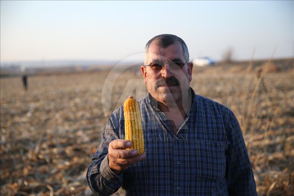 Şanlıurfa'da 1 milyon ton mısır beklentisi