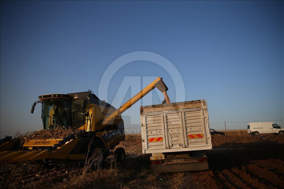 Şanlıurfa'da 1 milyon ton mısır beklentisi