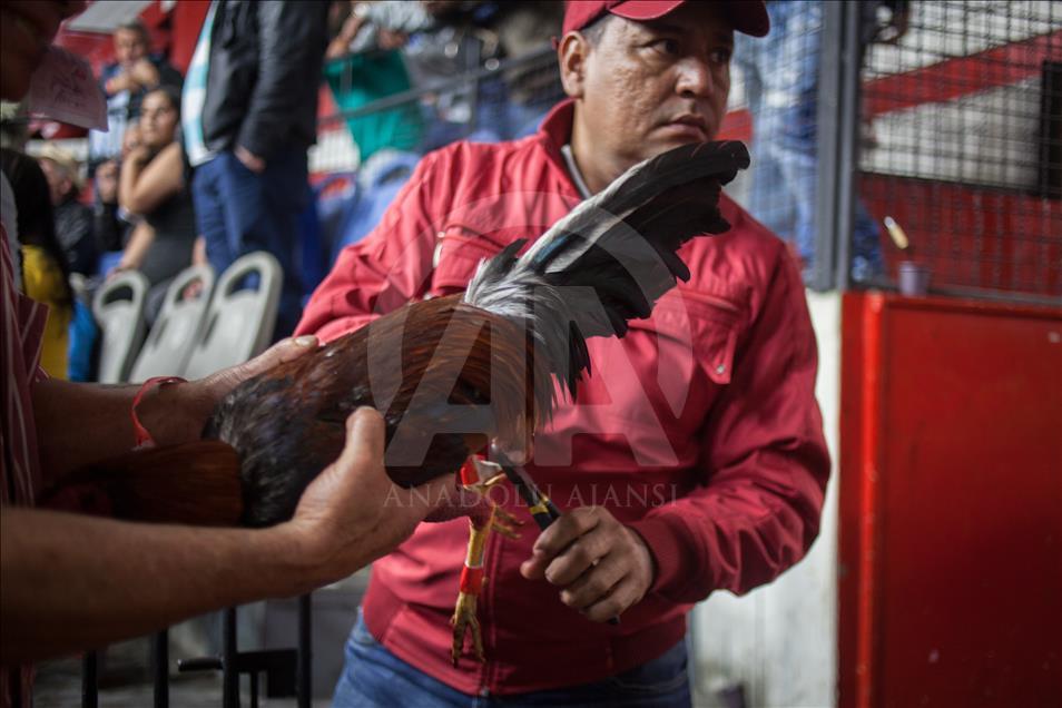 Tiene gallos desde niño