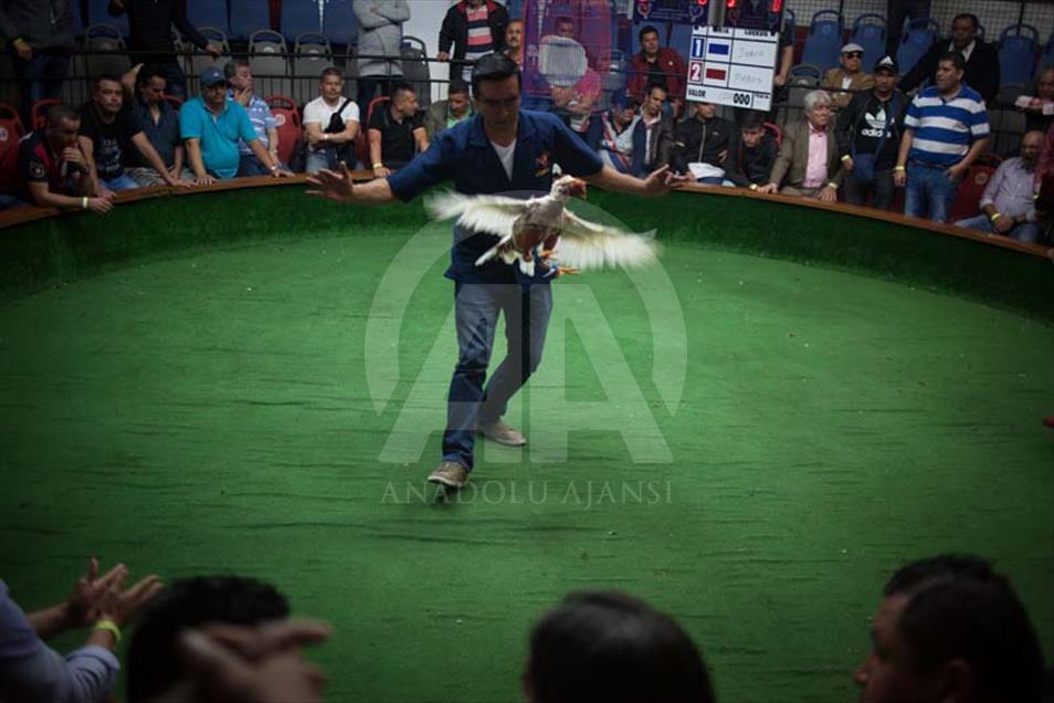 Ring de pelea