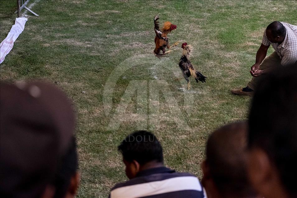 Madagaskar'da horoz dövüşü